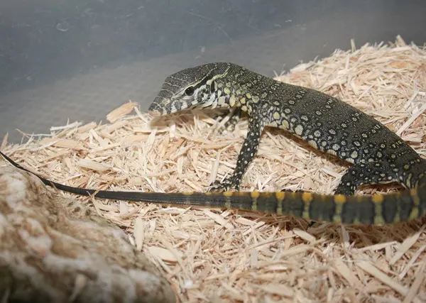 How to Use Reptile-Specific Heating Pad