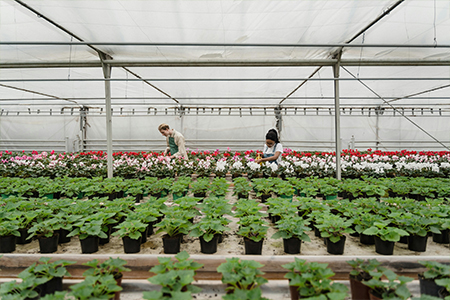 Flower & Vegetable Nurseries