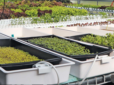 Hydroponic nursery support