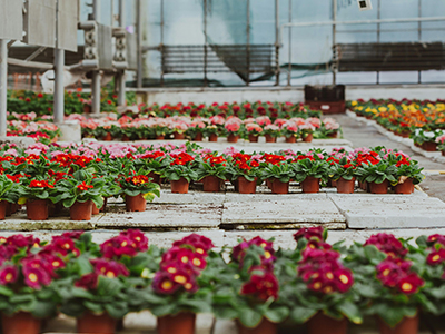 Indoor flower or vegetable planting