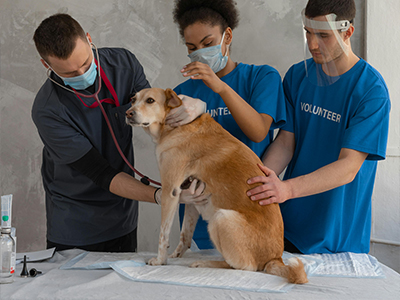 Pet Clinics & Veterinary Use