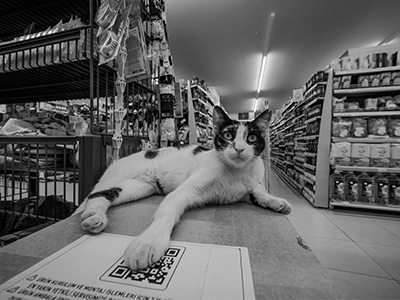 Pet Stores & Distributors