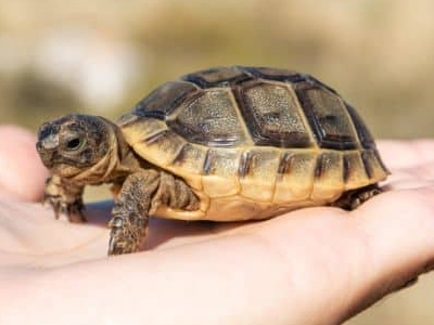 indoor tortoise pet